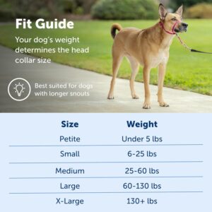 caring-your-dog-08
